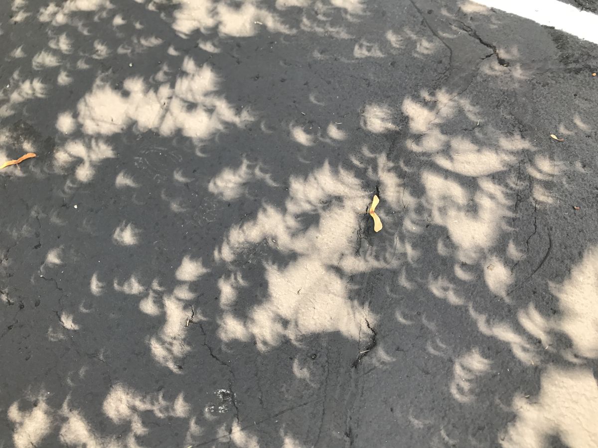 Suelo de asfalto bajo un árbol durante un eclipse parcial: cientos de pequeñas manchas de luz, todas en forma de creciente, y una sámara de arce que da la escala.